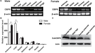 The Odorant Binding Protein 6 Expressed in Sensilla Chaetica Displays Preferential Binding Affinity to Host Plants Volatiles in Ectropis obliqua